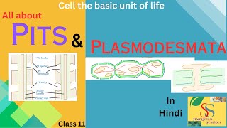 Pits and Plasmodesmata  In detail easily explainedclass 1112 [upl. by Jorrie364]