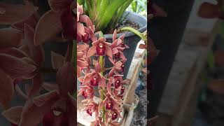 Cymbidium Dorothy ótima opção para regiões de clima quente o ano todo💐🌺💐 [upl. by Gayler964]