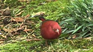 RedBilled Firefinch [upl. by Pavlish]