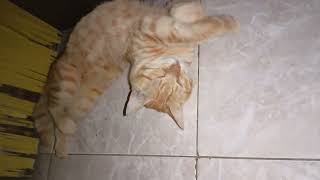 KUCING PINTAR MENDENGAR AJA SAAT TIDUR [upl. by Middleton]