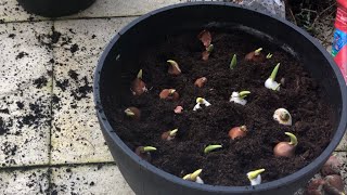 PLANTING TULIP BULBS IN MARCH  spring container  bulb planting [upl. by Macey]