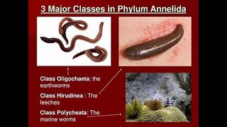 Classification of Phylum annelida [upl. by Gasper]