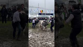 Série de vaches à Foire Agricole de Libramont 2024 blancbleubelge [upl. by Syah]