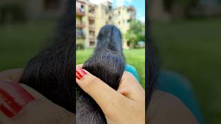 💯Powerful Fenugreek And Black Seeds Hair Growth Tonic shorts haircare hairgrowth longhairviral [upl. by Ardnovahs]