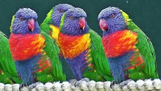 Lorikeets  Exotic Birds [upl. by Bartholomeo85]