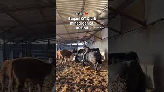 Nima bu buqa buqaboqish buqalar mol qoy cow qoybozor molbozor hokiz мол моллар tiktok [upl. by Harmonia]