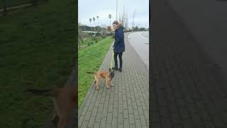 Loose leash walking with Joy malinoispuppy puppytraining [upl. by Nataniel]