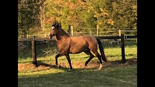 Lusitano Stallion Jade standing 2021 [upl. by Nottirb154]