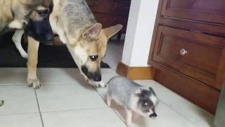 introducing the mini pig and the dogs to each other [upl. by Buddy]