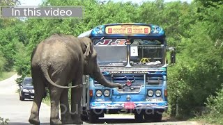 A wild elephant forcibly took the food from the bus elephant wildelephant tourofsivasri bus [upl. by Moclam153]