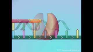 Mechanisms of Action of Nucleoside Reverse Transcriptase Inhibitors NRTIs [upl. by Gratt]