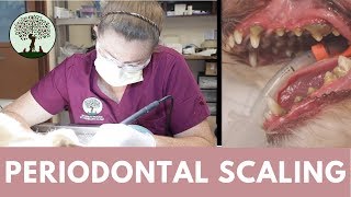 Periodontal Scaling in Cats amp Dogs [upl. by Enitsyrhc991]