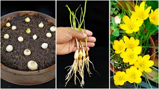 How To Grow Rain Lily Zephyranthes Lily From Seeds And Bulbs [upl. by Anneg898]