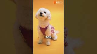 All in One Dogs Food and Water Station shortsfeed shorts youtubeshorts dogsupplies petsupplies [upl. by Mairhpe705]