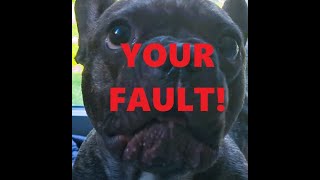 FRENCH BULLDOG BLAMES OWNER FUNNY SCENE [upl. by Drageruaeb238]