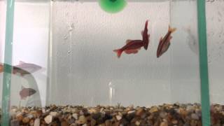 Cherry barb breeding 2 [upl. by Nnaitsirk]