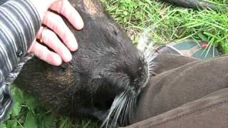 Willy il Coypu nutria  Myocastor coypus al parchetto le avventure proseguono [upl. by Powe584]