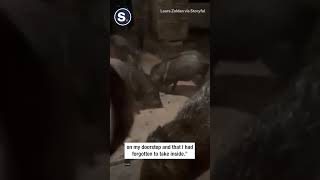 Javelinas Enjoy Girl Scout Cookie Buffet [upl. by Anikat]