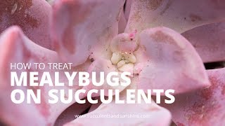 Treating Mealybugs on Succulents [upl. by Pentheam966]