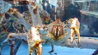 seafood expo global 2017 review movie [upl. by Savill552]