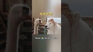 Dr Dolittle movie short 🤣🤣🤣 good movie to watch😂😂 funny videos  funny shorts [upl. by Vezza]