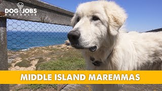 These MAREMMA Dogs Protect Little PENGUINS [upl. by Bride]