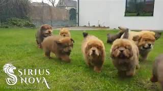 Happy tibetan mastiff puppies catching their master [upl. by Dill]