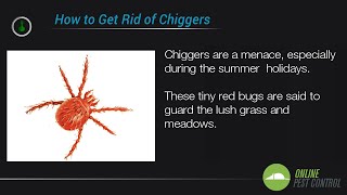 5 Ways to Control the Chigger Population [upl. by Nitnert]