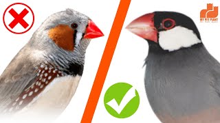 Zebra Finches vs Java Finches  Finch Bird in Malayalam  Java Sparrow  MY PET PLANT [upl. by Lowenstern454]