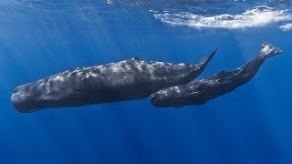 Facts The Sperm Whale [upl. by Auberta]