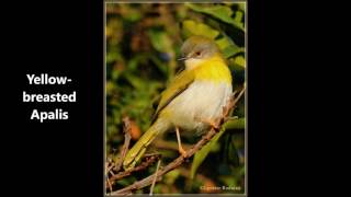 Yellow breasted Apalis call [upl. by Yrag]