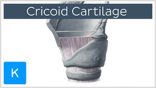 Cricoid Cartilage Function and Overview  Human Anatomy  Kenhub [upl. by Zacharias]