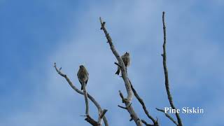 Wildlife in the Bitterroot Valley Montana [upl. by Dahl827]