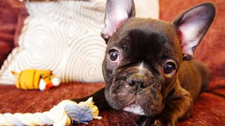 FRENCH BULLDOG PUPPY IS COMING HOME [upl. by Anasxor]