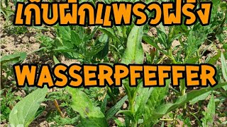 เก็บผักเเพรวฝรั่งหรือผักไผ่น้ำWasserpfeffer🥬18620 [upl. by Anatola508]