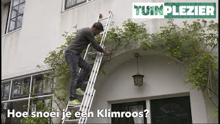 Hoe snoei je een Klimroos  TUINPLEZIER [upl. by Greta]