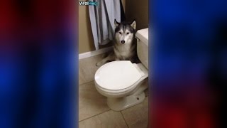 A Husky Throws a Tantrum About Going in the Shower [upl. by Hardwick657]