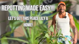 Repotting Made Easy Getting This Spathiphyllum A New Home  Care Tips [upl. by Norehs933]