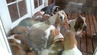 Bellingham bassets lazy hounds European Basset hounds [upl. by Peih]