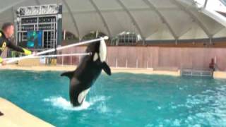 24 Loro Parque Orcas beim Training März 2009  Video [upl. by Lewej]