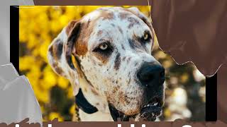 10 Dog Facts You Probably Never Knew Cesarmillan Doglover Ilovedogs Dogsbestfriend [upl. by Dagny]