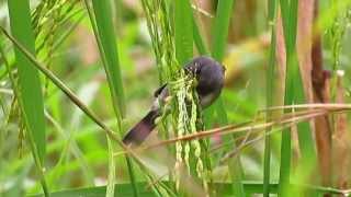 Grey Seedeater  Sporophila intermedia  aves del guaviare  amazonia birding [upl. by Sine]