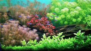 SIMPLE PLANTED AQUARIUM SETUP [upl. by Piwowar]