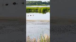 Relaxing Horicon Marsh Wildlife Sounds 05 [upl. by Halette]