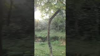 Chittagong University viralvideo viralshort trending trend nature video [upl. by Giralda231]