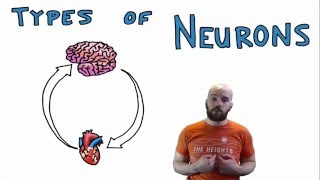 Types of Neurons  Structural and Functional Classes [upl. by Imoyn985]