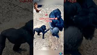 Gorilla ki baby ne gorilla se mazak kar di gorilla bhadak gya publicreaction  shorts  greenscreen [upl. by Einnig]