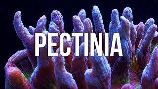 Pectinia Coral Care Tips [upl. by Reseta]