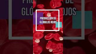 Producción de Glóbulos Rojos por Segundo [upl. by Asilat]