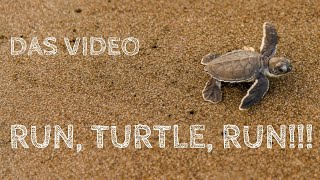 RUN TURTLE RUN Tortuguero Nationalpark COSTA RICA [upl. by Suilenroc489]